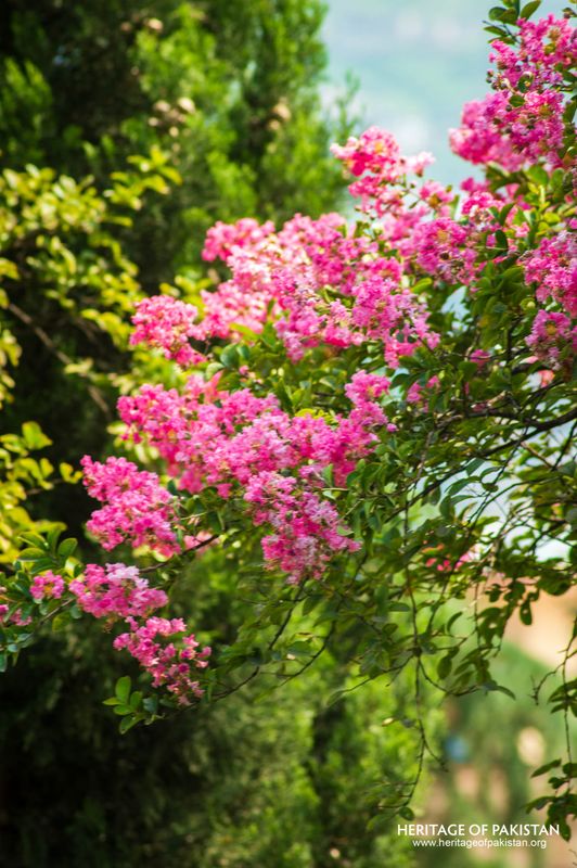 Vibrant blooms flourish in the garden's carefully tended grounds.